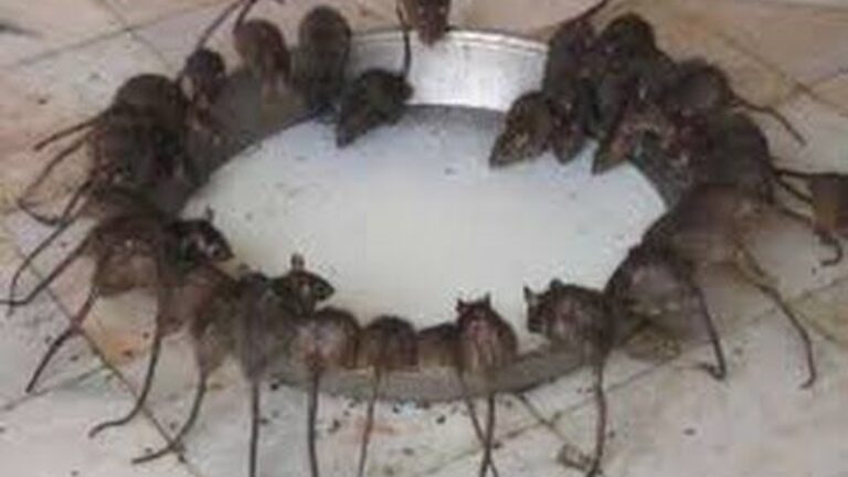 COMO ELIMINAR A LOS RATONES CON REMEDIO